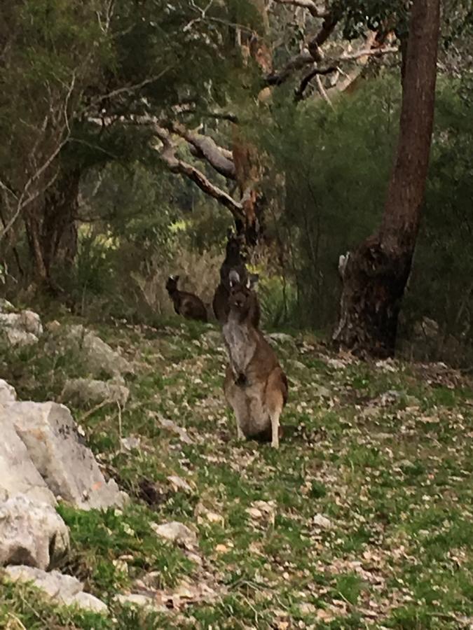 דנמארק Kangaroo Valley Cottage מראה חיצוני תמונה